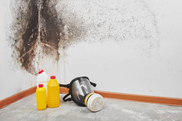 Office Mold Removal Services in Middletown, DE