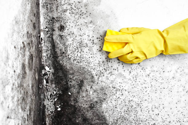 Best Home Mold Removal  in Middletown, DE