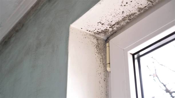 Mold Testing and Removal in Middletown, DE