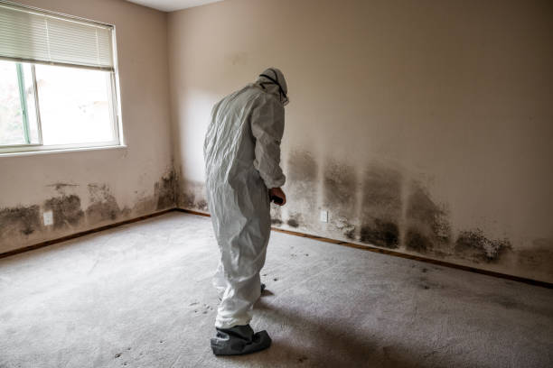 Middletown, DE Mold Removal Company