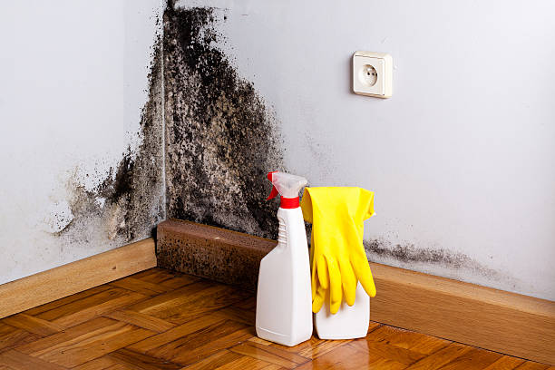 Best Mold Damage Repair  in Middletown, DE